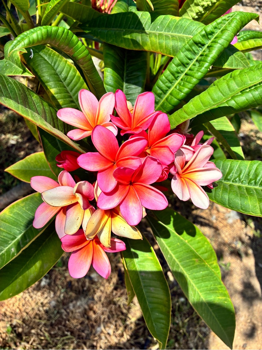 Howdy, Aloha, Hello🌺 - Picture 2 of 2